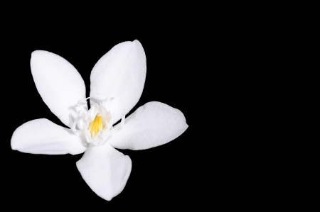 Gardenia jasminoides flower on black background,  Gerdenia Crape Jasmineの写真素材