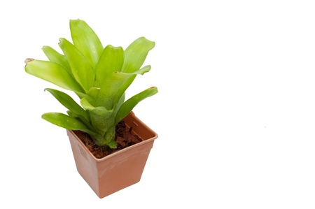 Bromeliad in plastic pot isolated on white backgroundの写真素材