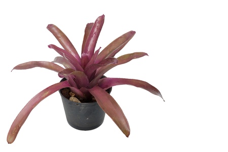 Bromeliad in plastic pot isolated on white backgroundの写真素材