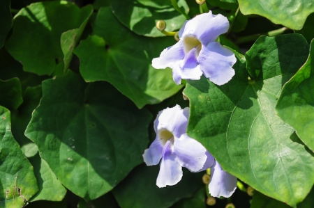 Bengal Trumpet on fenceの写真素材