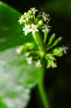 macro of Asiatic Pennywortの写真素材