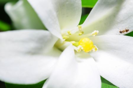 macro of white flower orange jessamineの写真素材