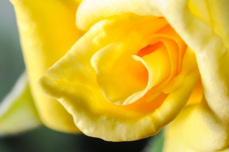 Yellow rose macroの写真素材