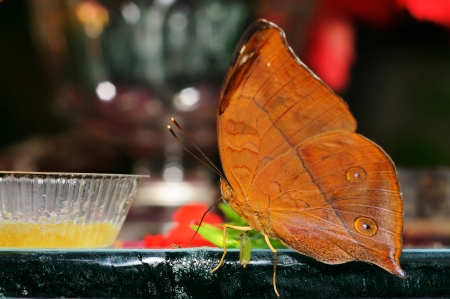 A beautiful butterfly eating foodの写真素材