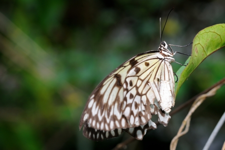 A beautiful butterfly sitting in the treeの写真素材