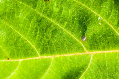 leaf textureの写真素材