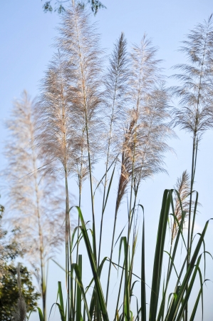 grass pollen on green fieldの写真素材