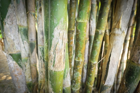 green bambooの写真素材