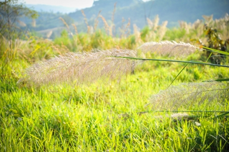 grass pollen on green fieldの写真素材