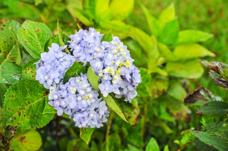 Hydrangea flowers in the garden