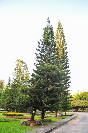 Pine tree beside roadの写真素材