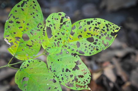 leaf holes from pest eatingの写真素材