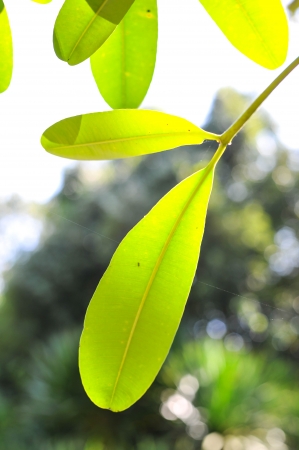 Green leafs of frangipani treeの写真素材