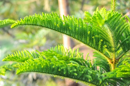 Young branch in spring of asian pine