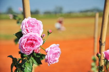 pink rose bud in the gardenの写真素材