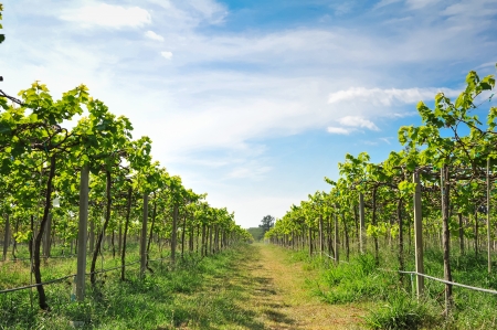 green vineyards in Thailand, Grape farmの写真素材