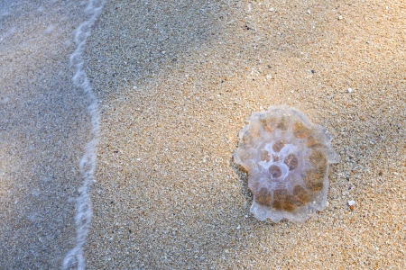dead jellyfish on the beach 