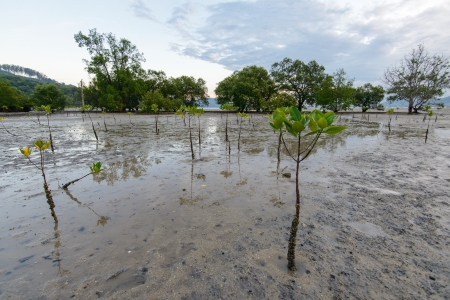 mangrove in sunset, twilight time, phuket Thailand の写真素材