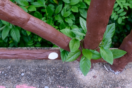 ivy growing on a concrete post の写真素材