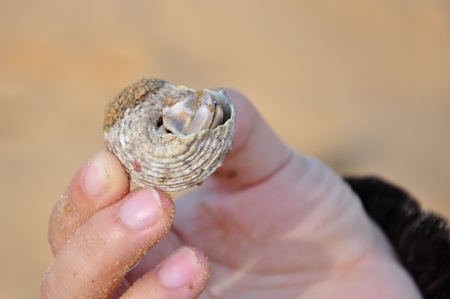 Hermit crab in hand の写真素材