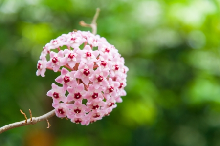 pink hoya flower の写真素材