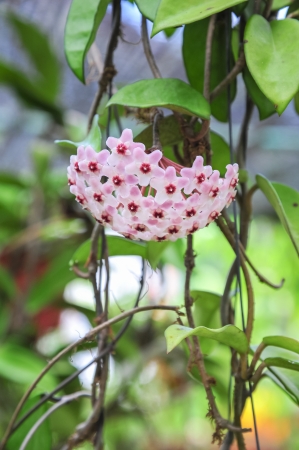 pink hoya flower の写真素材