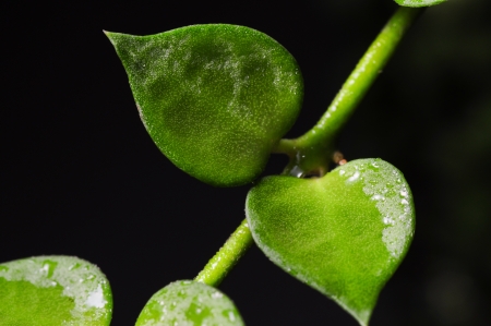 macro of Dischidia nummularia climb on tree on dark background の写真素材