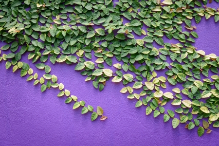 Climbing Ficus pumila on purple wall の写真素材