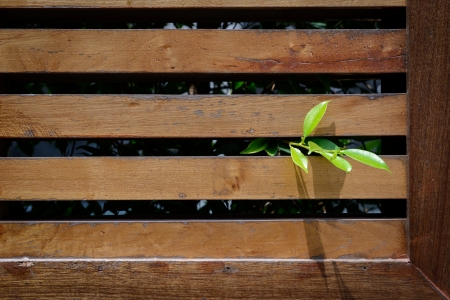 small plant growing pass through wooden louver の写真素材