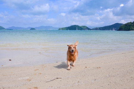golden retriever running on the beach の写真素材