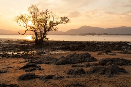 mangrove on rock beach in sunset, phuket Thailand の写真素材