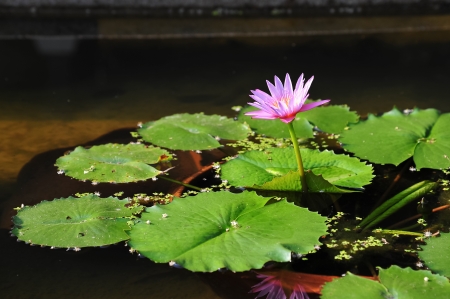 pink lotus in pond の写真素材
