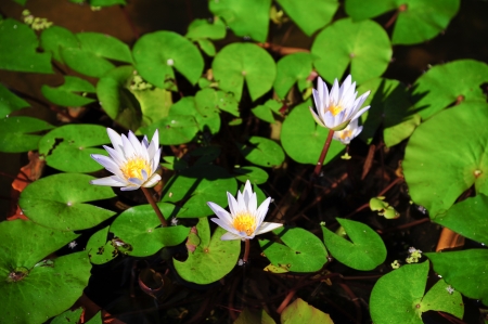 White Lotus in the pond の写真素材