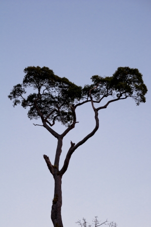 silhouette of big tree on blue sky background の写真素材