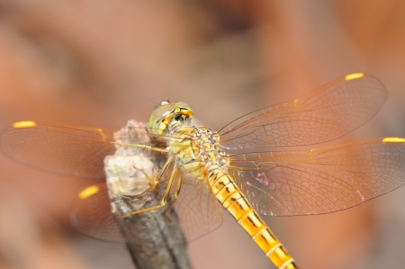 Orange Dragonfly in close up shot の写真素材
