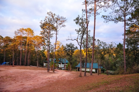 bungalows in pine jungle, Thailand national park のeditorial素材