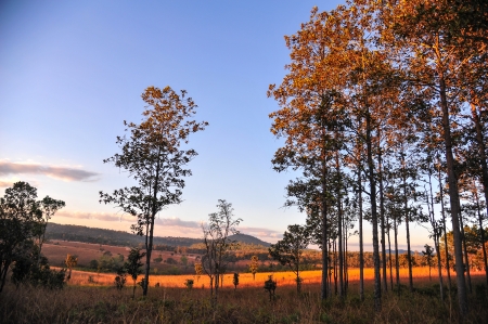 pine forest in evening time の写真素材
