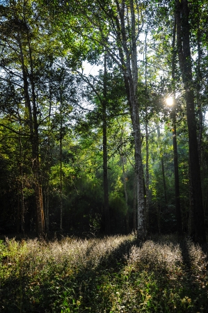scenery of the sunrise in a forest の写真素材