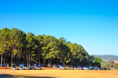 camping in pine forest in evening time の写真素材
