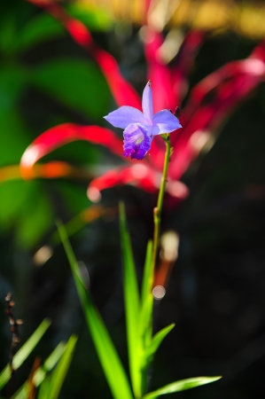  Purple orchid flower の写真素材