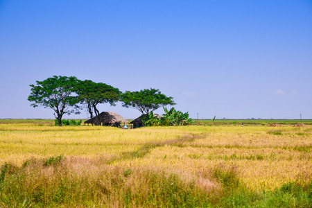 Burma Myanmar  rice field in upcountryの写真素材