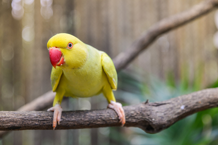 Yellow parrot perched on a branchの写真素材