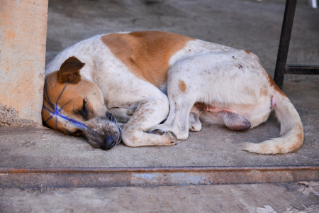 street dog was persecute draw on body by humanの写真素材