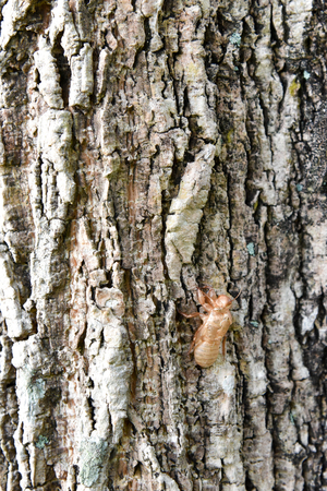Cicada shell on the tree bark in a natural grip
