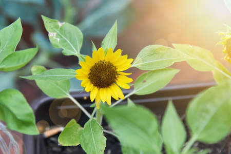 sunflower Helianthus annuus L. Dwarf Sungoldの写真素材