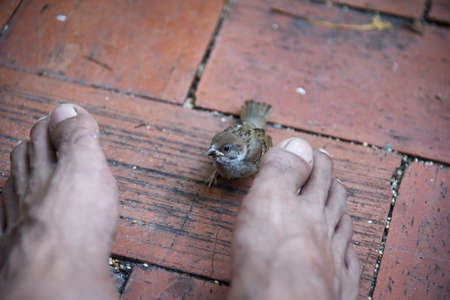 sparrow friend between feet to play