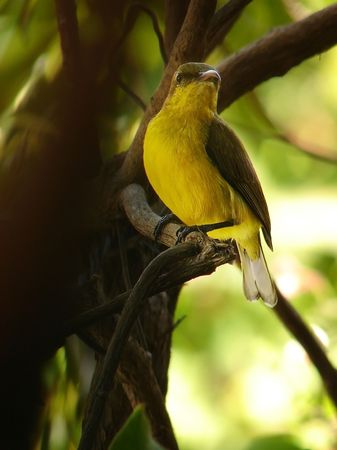 Yellow bellied bird perched on tree branchの写真素材