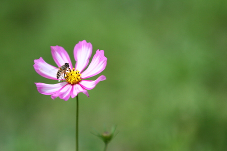 Bees collecting honeyの写真素材