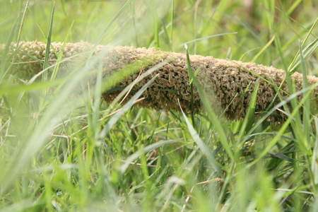 Farm plantの写真素材