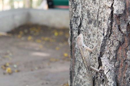 Indian Lizardの写真素材